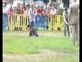 BOB Saraoz Betty-Boo in International CACIB Dog Show Sintra08 (Portugal)