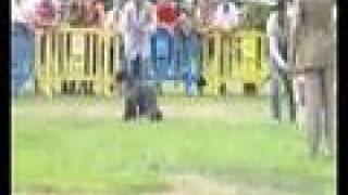 BOB Saraoz Betty-Boo in International CACIB Dog Show Sintra´08 (Portugal) screenshot 3