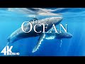 The Ocean 4K - Sea Animals Film With Calming Music - Peaceful Relaxing Music (4K Video Ultra HD)