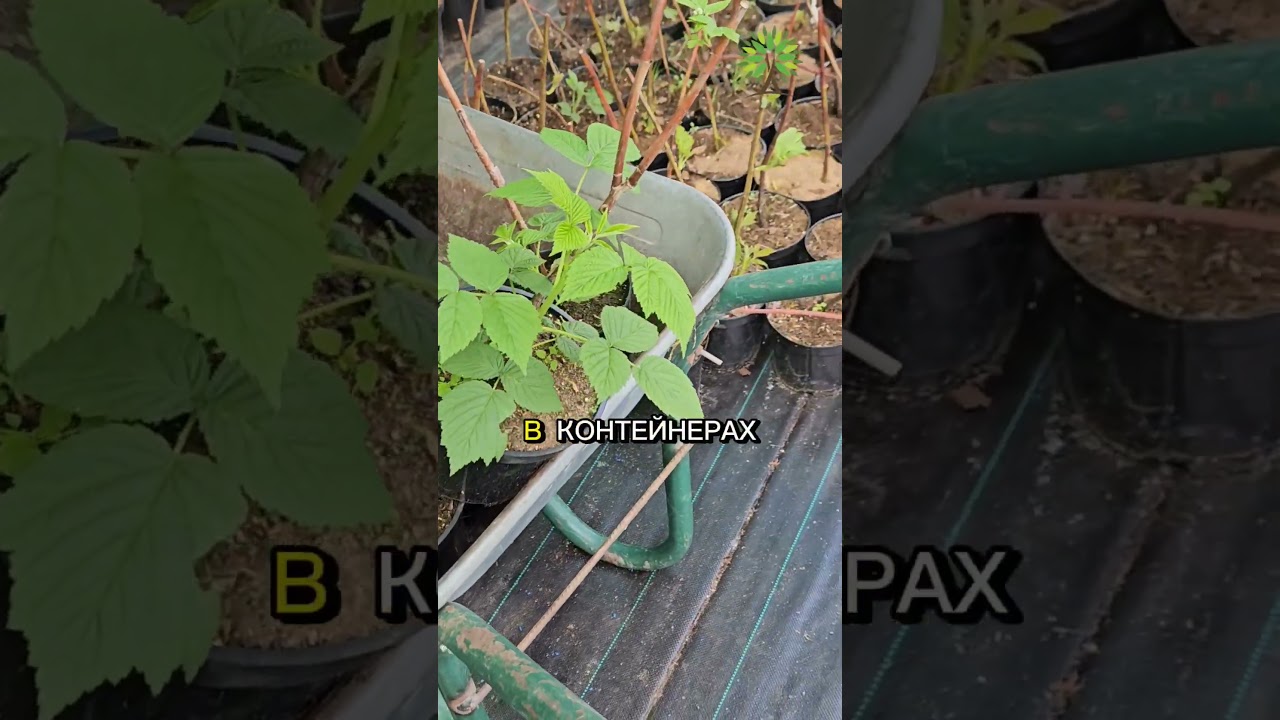 Заказывайте: divsad.by