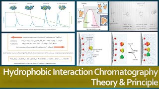 Hydrophobic Interaction Chromatography Theory And Principle, Protein Purification Method