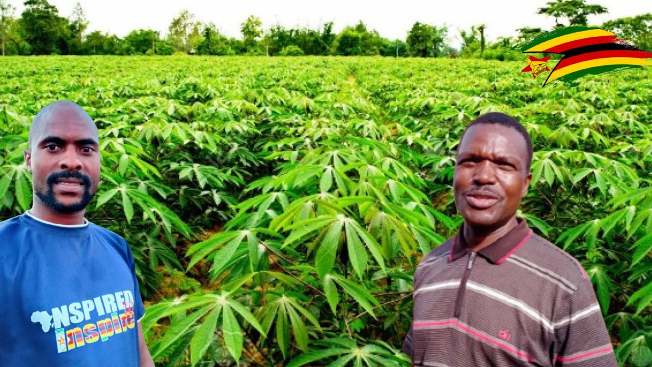 Exposing Big 💰💰Money He is Making With Cassava in Zimbabwe