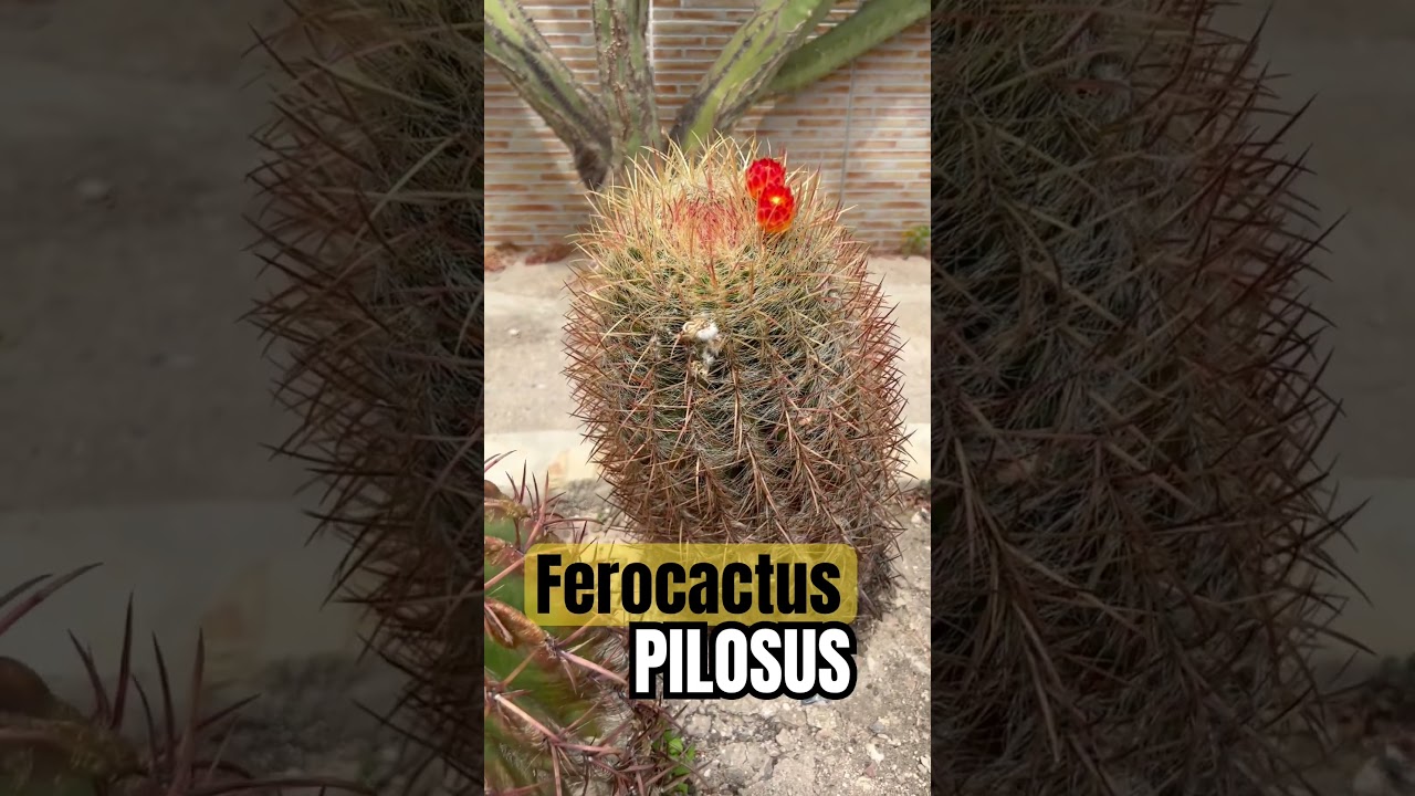 Ferocactus PILOSUS 