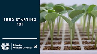 seed starting 101