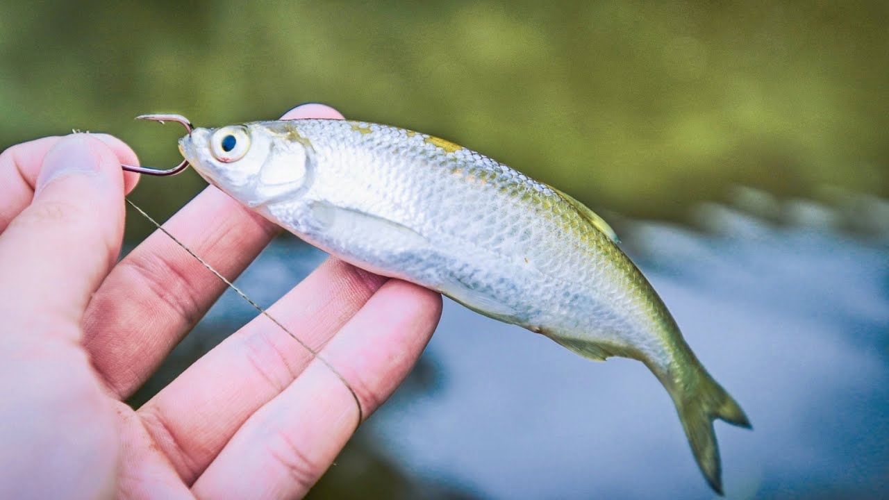 Lov štik, candátů na živou rybku.
