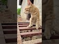 finally mere 1 million followers ho gaye he #bagiraandleo #cat #cutecat #billi #funny