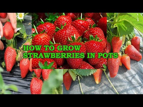 Video: Nitroammofosk: Composition Of Azofosk Fertilizer, Instructions For Use For Strawberries And Other Crops. Differences From Nitrophoska