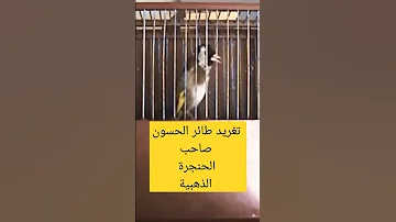 تغريد طائر الحسون Chant Chardonneret خرافي 