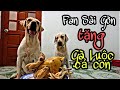 Bất ngờ Củ Cải được tặng 1 con gà luộc từ fan Sài Gòn