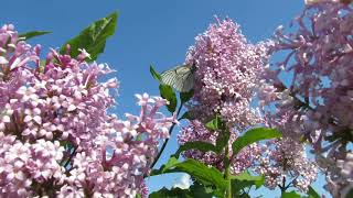 Beautiful Relaxing  Music.Norwegian Nature & Violin,flute,Piano & sweet music