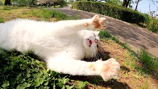 ピンク色の肉球を見せてフミフミする茶シロ猫