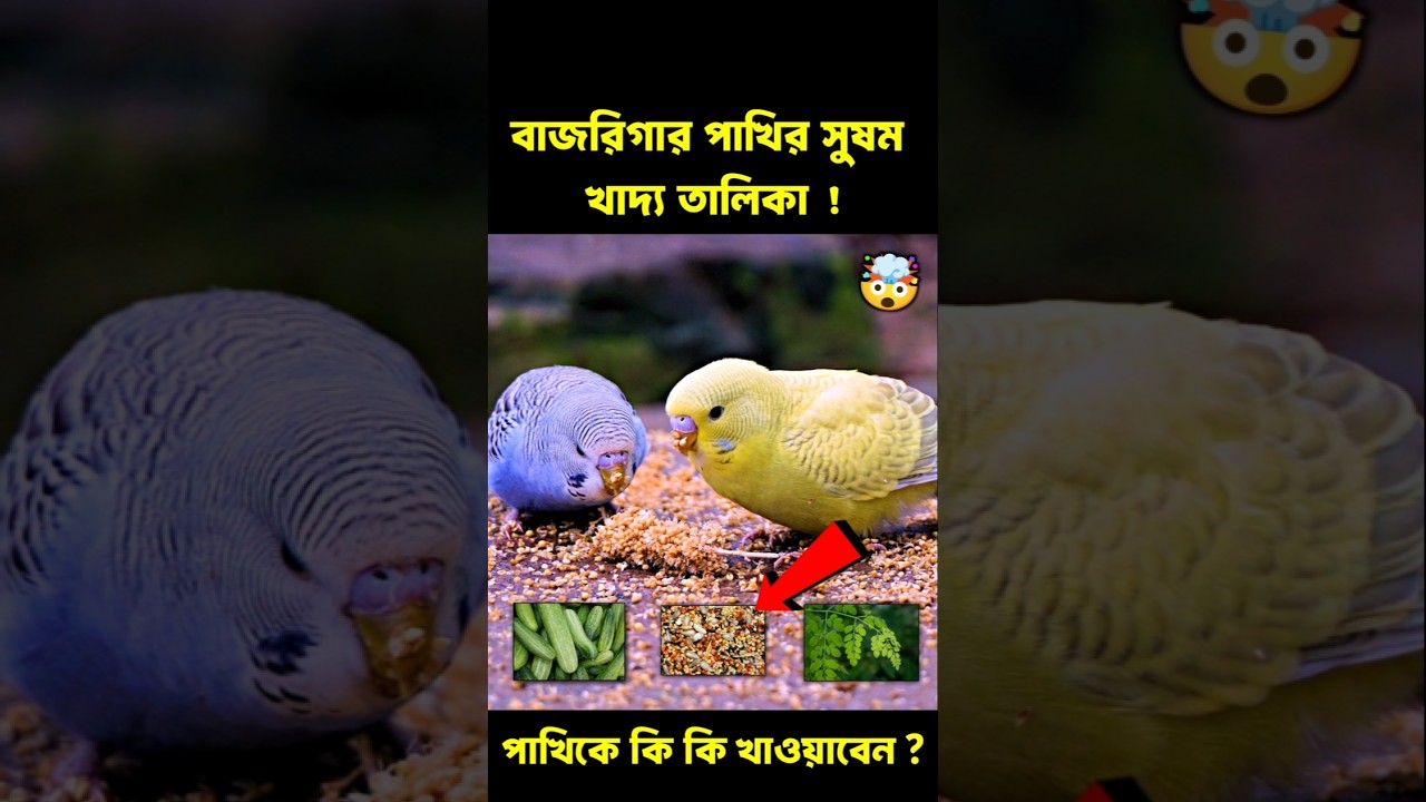 বাজরিগার পাখিকে কি কি খাওয়াবেন 😯 | #rijupetsvlog #bajrigarbirds #budgies #birds #shorts