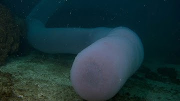 GIANT PYROSOME: A super-organism | Oceana
