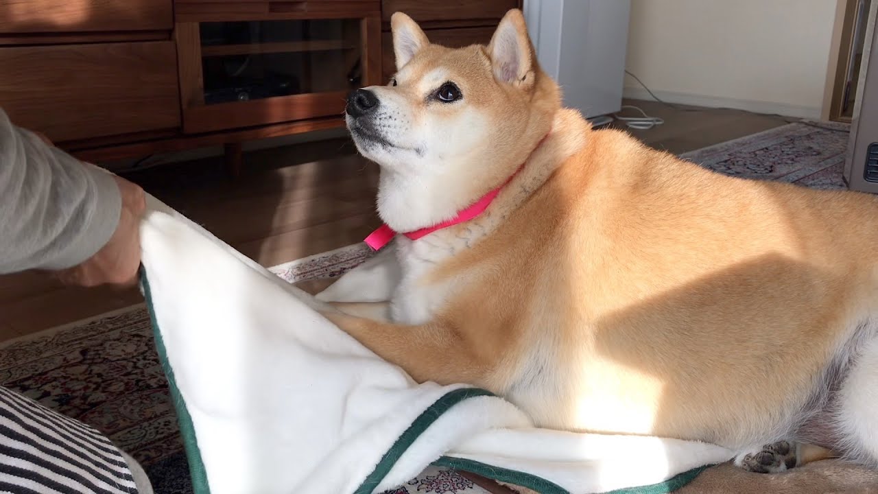寝床を綺麗にしてあげようとするとイラッとするおデブの柴犬 Shiba Inu Youtube