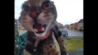 Cat At Door But Different Meows