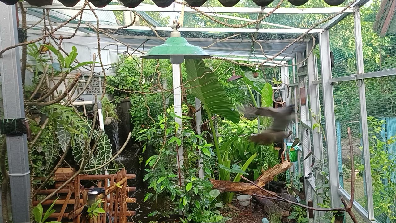 Suasana Pagi Mini Aviary Selepas Hujan 