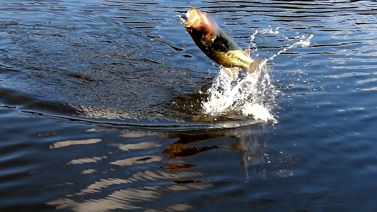 FLY fishing & BLACK bass YouTube