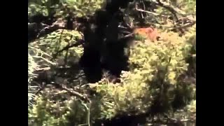 THE AMERICAN BLACK BEAR - Discovery Animals Nature (full documentary)