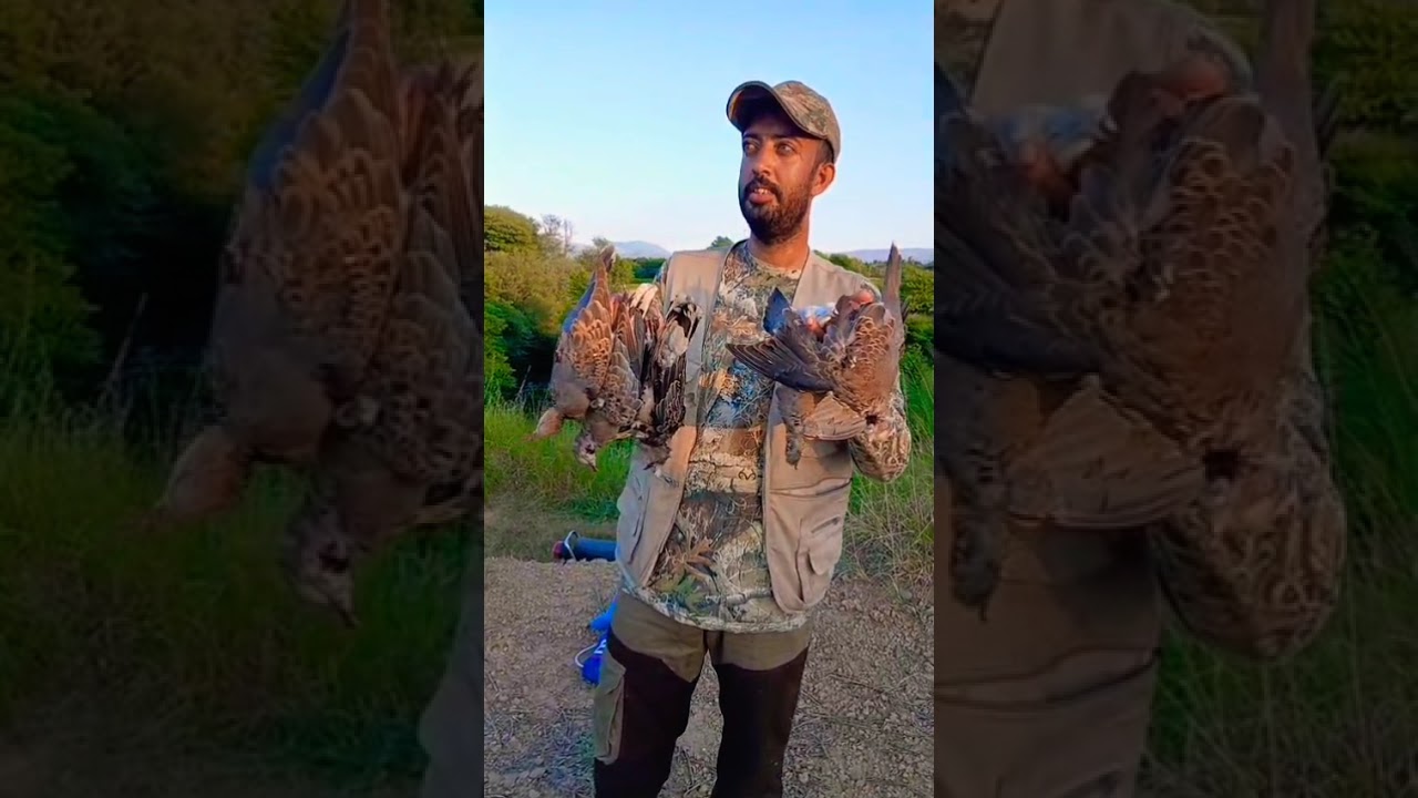 Russian dove hunting season 6/9/2025 new video highlights beautiful velog Russian dove 🕊️🕊️🕊️
