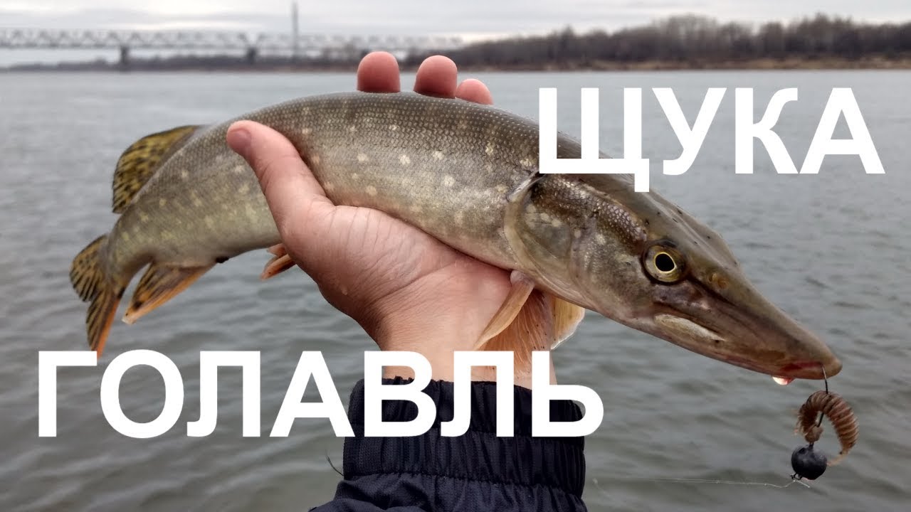 Щука на оке