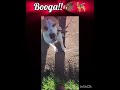 osssshhh looking after some pig dogs!! for my in-laws!! here's a little introduction fam!! LESSGGGO!