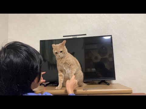 遊んでいる？息子と猫