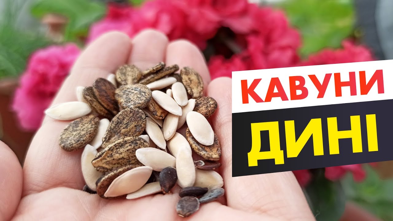 Як виростити кавуни та дині на півночі України? Баштан!