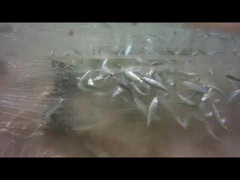 cast net טל0548164576