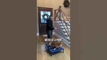 Hoe u uw hond leert waar hij moet zijn