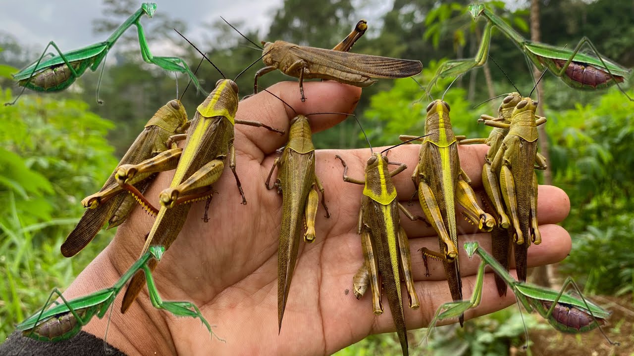 green king in hand‼️catching predator|king grasshopper