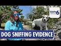 Cadaver Dog Evidence: How Reliable Is It in Murder Trials?