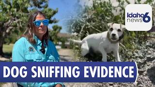 Cadaver Dog Evidence: How Reliable Is It in Murder Trials?