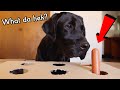 MY DOG TRIES THE HOT DOG CHALLENGE!!