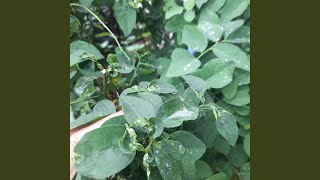 Semangat Membara Tak Terbatas