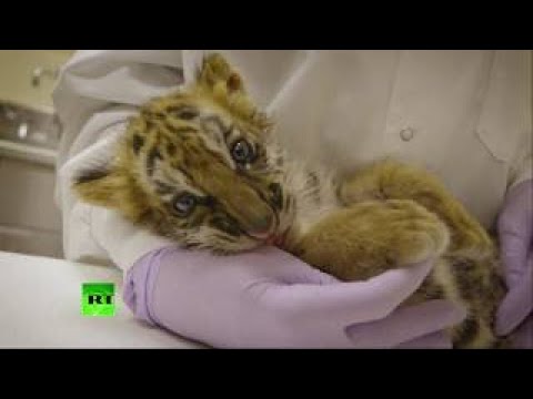 All S Well That Ends Well San Diego Zoo Treats Tiger Cub Saved From Smuggler