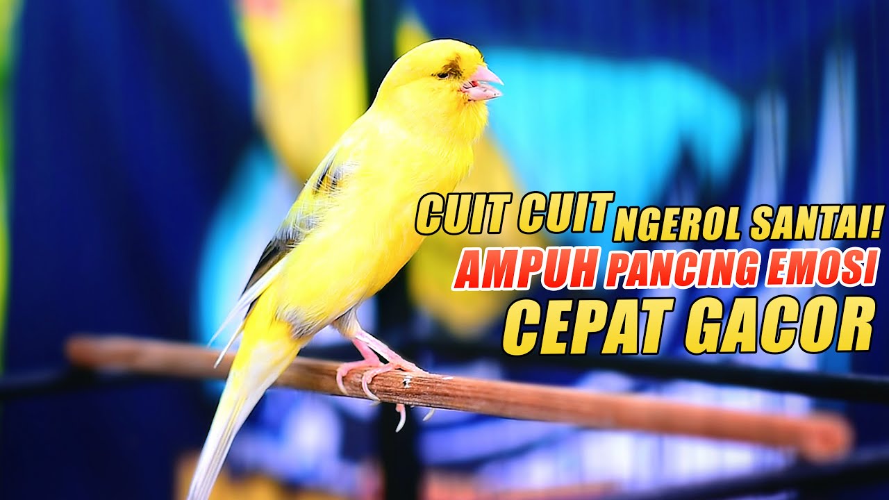 KENARI GACOR Panjang Cuit Cuit SANTAI, TERAPI AMPUH PANCING EMOSI Kenari MACET DAN PAUD CEPAT BUNYI