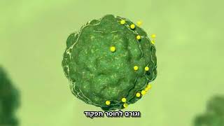 Activheal Phmb- איך החבישה פועלת