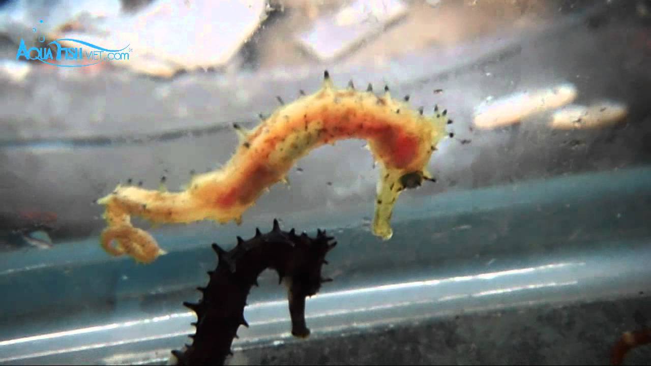 Mini Thorny SeaHorse (Hippocampus Histrix) || AquaFishViet.com
