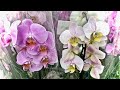 обзор ОРХИДЕЙ в ОБИ 569 руб это БРИЛЛИАНТЫ в БЕЛО РОЗОВОМ море орхидеи с  ЖИРНЮЩИМИ корнями