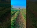 Smart Farmer Farming Vegetable With This Technique #satisfying #shortDragon fruit farming techniques