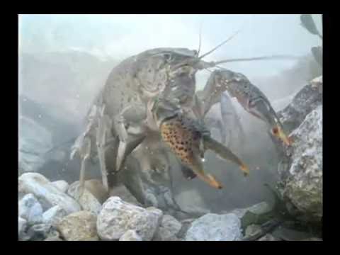 America&rsquo;s Crayfish: Crawling In Troubled Waters