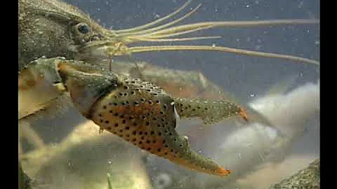 America's Crayfish: Crawling In Troubled Waters (Also see https://justapedia.org/wiki/Crayfish)