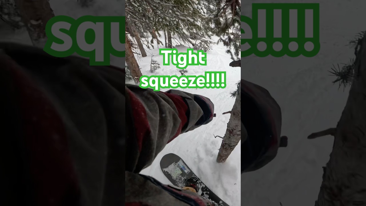 Master of the trees 🌲 