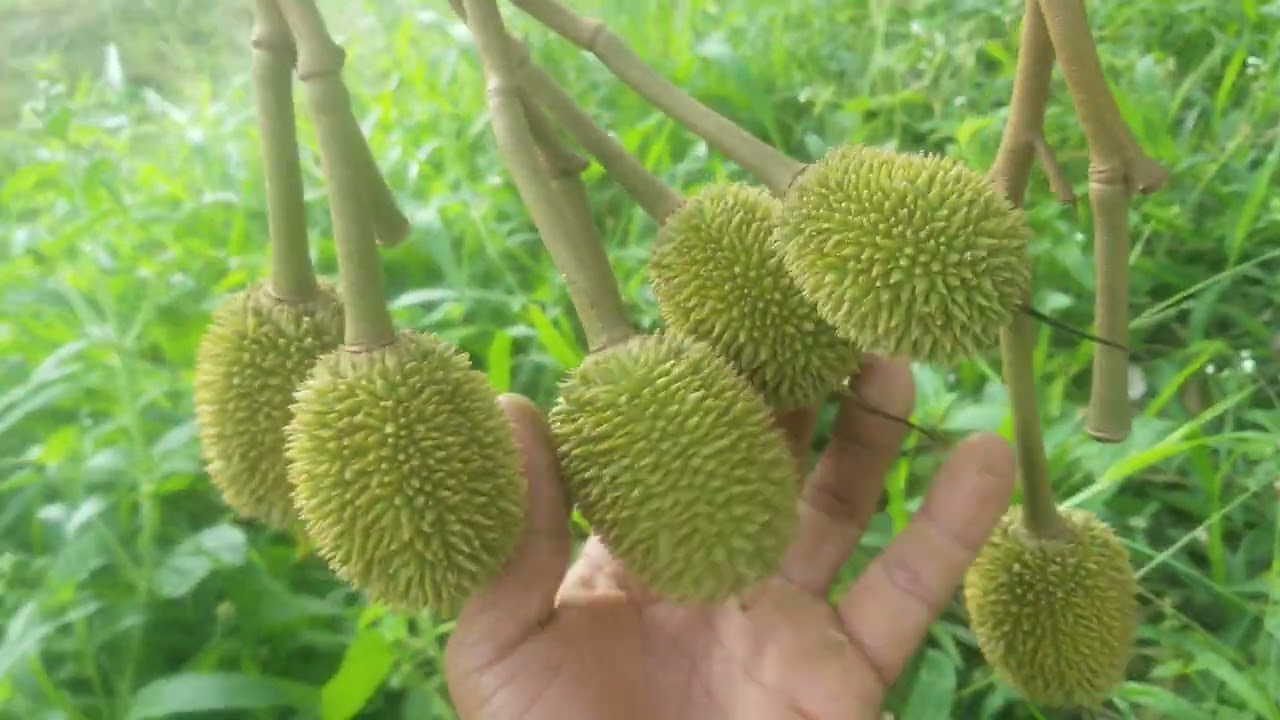 အသီးထားနည်း