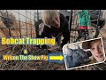 Bobcat Trapping & Mr. Wilson the Show Pig {Weekend Vlog}