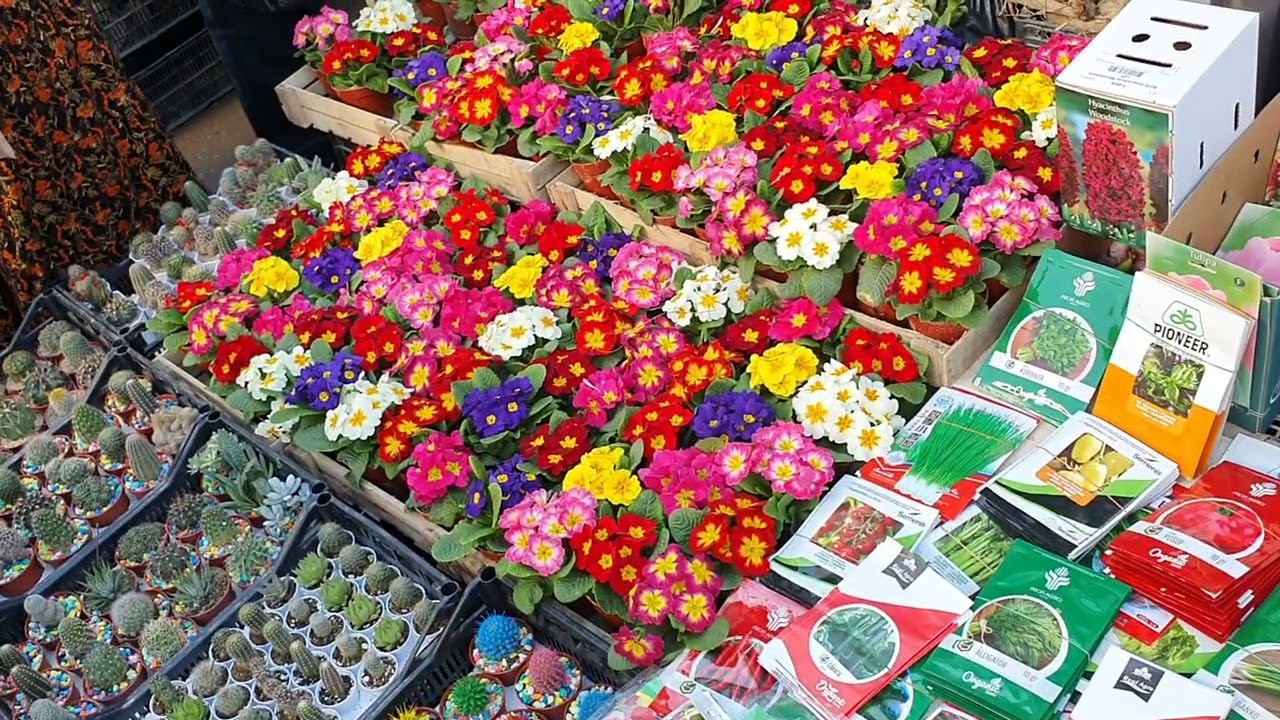 MUHAMMADALI CHORSU GULARI 