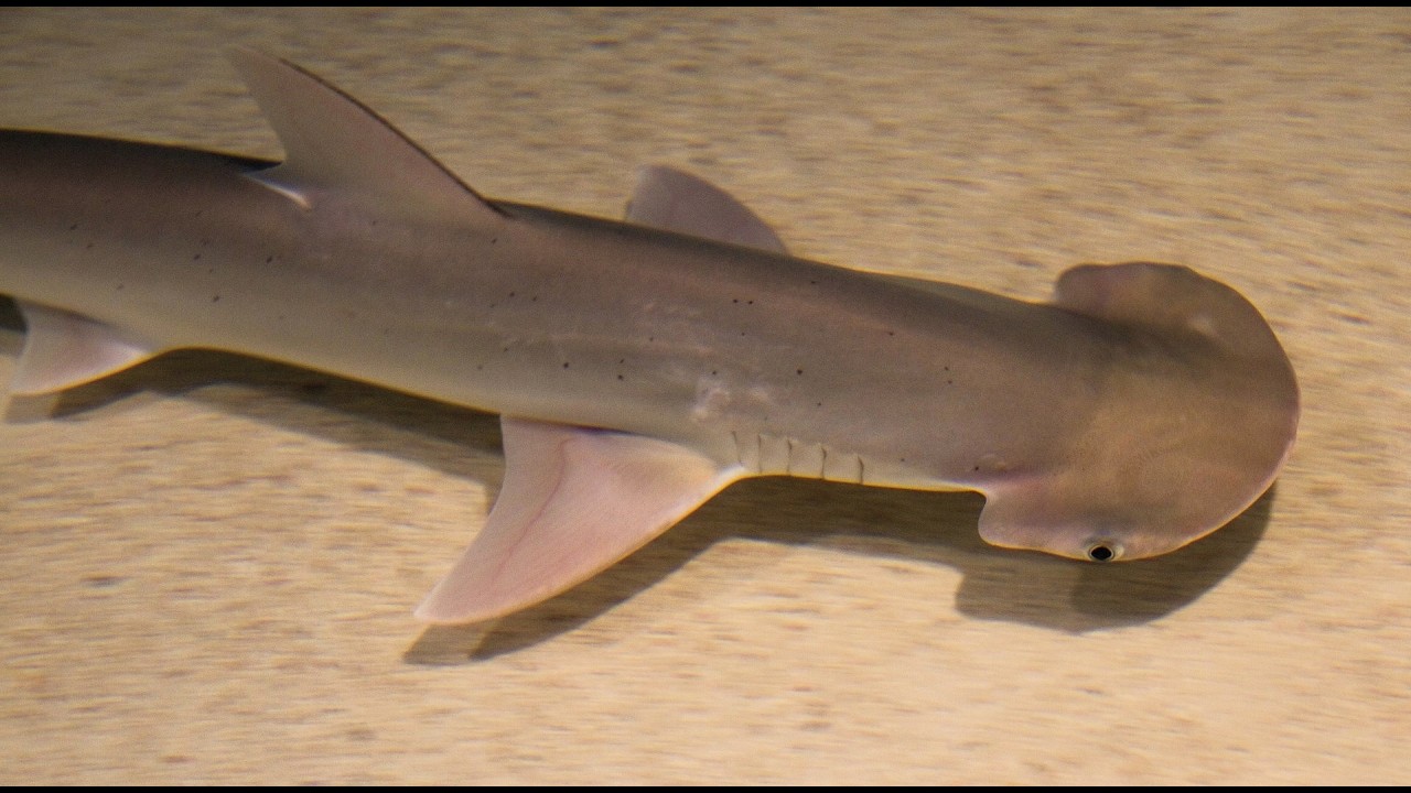 Facts: The Bonnethead Shark (The Smallest Hammerhead)