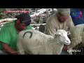 Уникальный продукт! В Дагестане каждый год производится более 100 тонн овечьего сыра