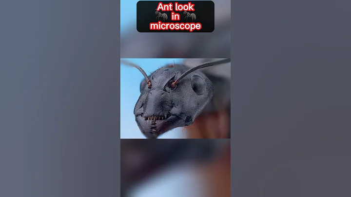 Ant look in microscope #shorts