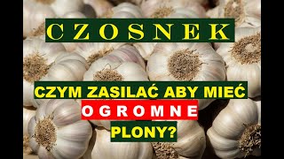 CZOSNEK - CZYM NALEŻY ZASILAĆ, NAWOZIĆ ABY ZBIERAĆ OGROMNE PLONY?